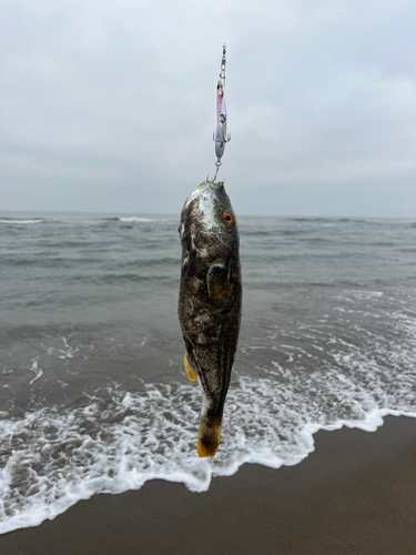 フグの釣果