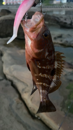 キジハタの釣果