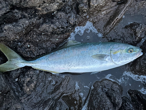 イナダの釣果