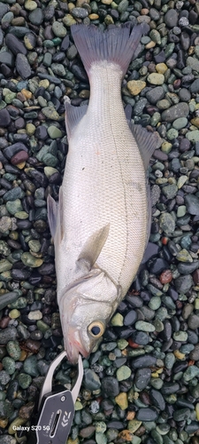 ヒラスズキの釣果