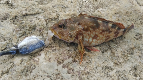 カサゴの釣果