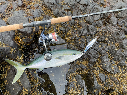 イナダの釣果