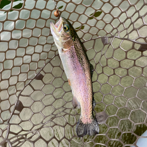 ニジマスの釣果