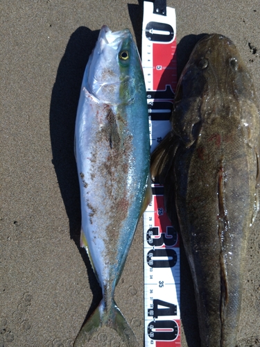 マゴチの釣果