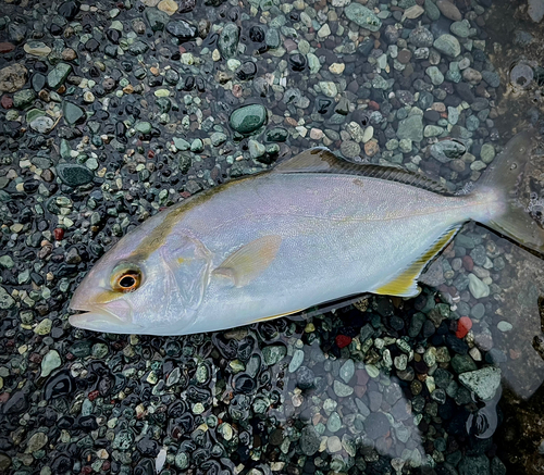 ショゴの釣果