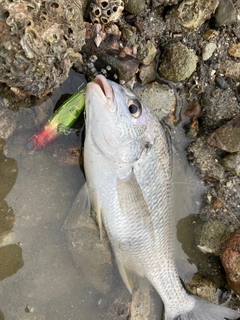 キビレの釣果