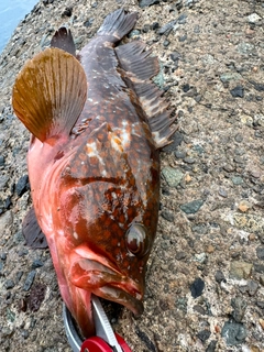 アコウの釣果