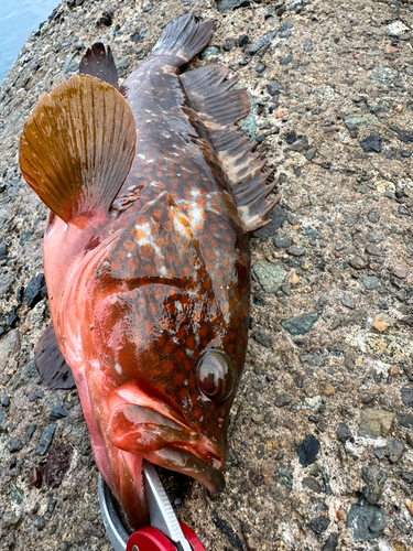 アコウの釣果