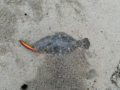 ヒラメの釣果