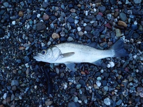 釣果