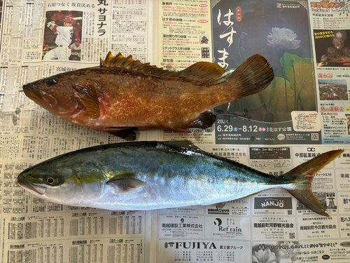 キジハタの釣果