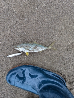 ワカシの釣果