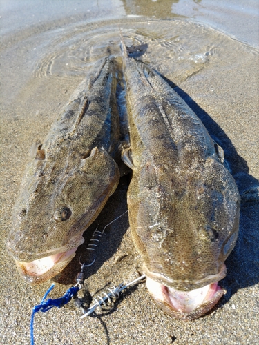 マゴチの釣果