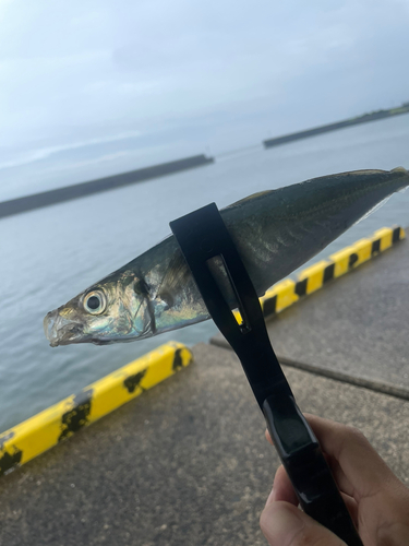 マアジの釣果