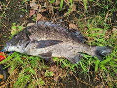 クロダイの釣果