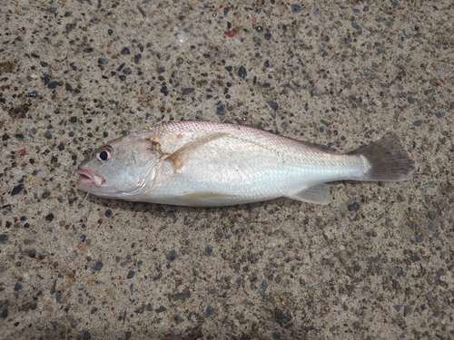 イシモチの釣果