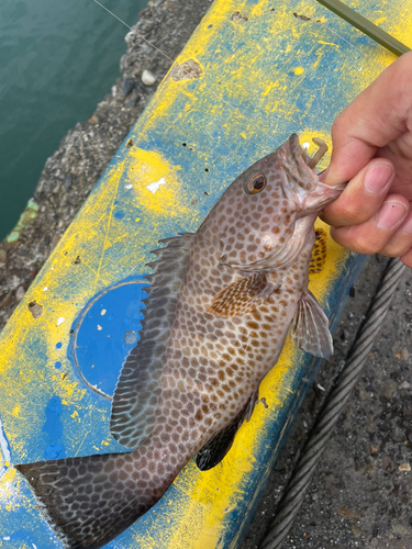 オオモンハタの釣果