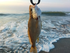 イシモチの釣果