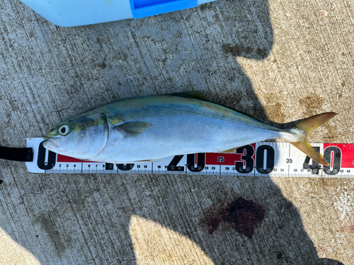 イナダの釣果