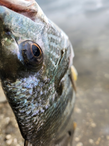 キビレの釣果