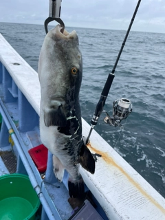 トラフグの釣果