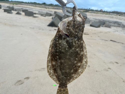 ソゲの釣果