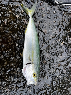 ワカシの釣果