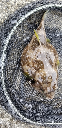 サザナミフグの釣果