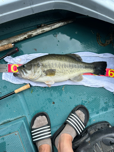 ブラックバスの釣果