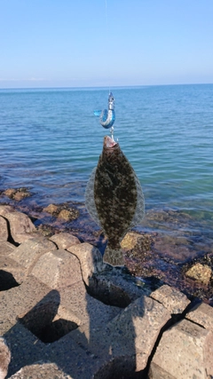 ソゲの釣果