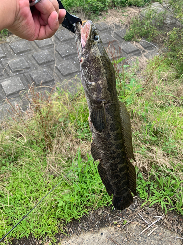 ライギョの釣果