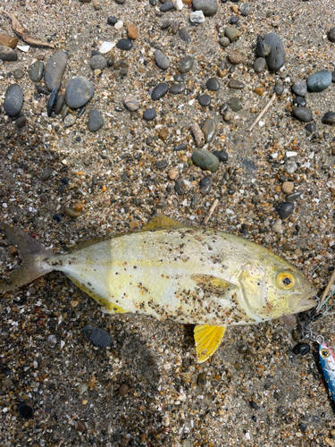 ショゴの釣果