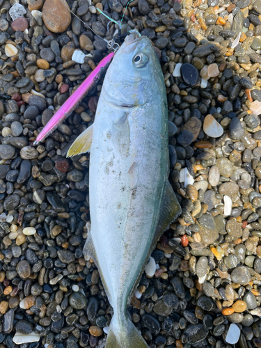 ツバスの釣果