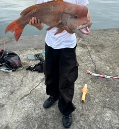 コブダイの釣果