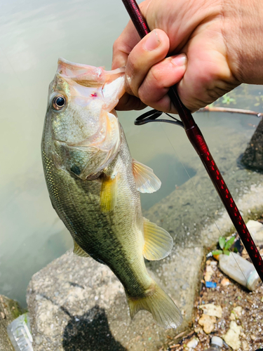 ラージマウスバスの釣果