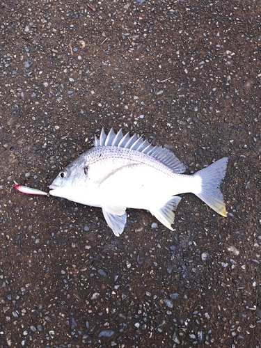 キビレの釣果