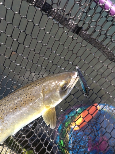 ニジマスの釣果