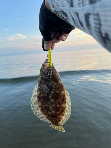 ソゲの釣果