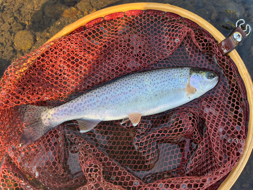 ニジマスの釣果