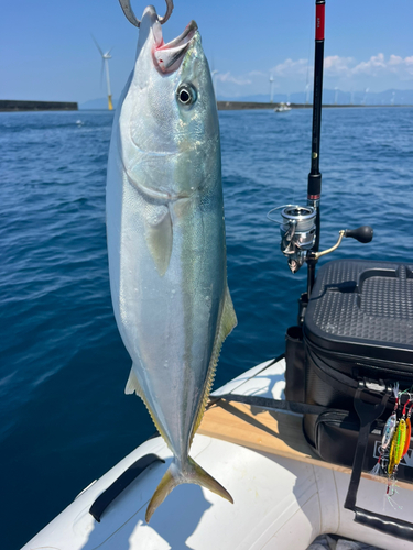 ワラサの釣果