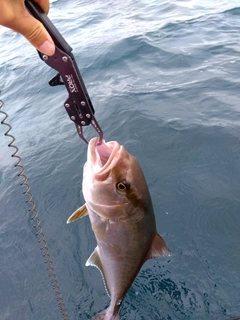 カンパチの釣果