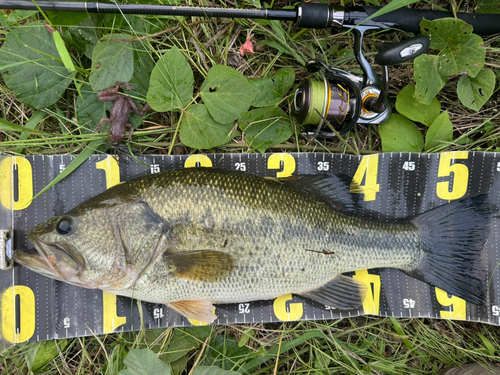 ブラックバスの釣果