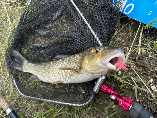 ニゴイの釣果