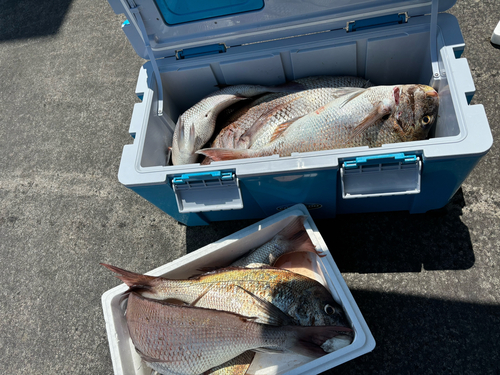 マダイの釣果