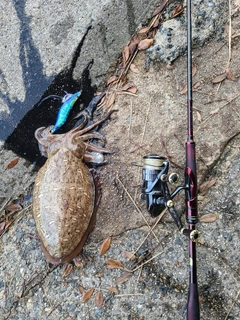 モンゴウイカの釣果