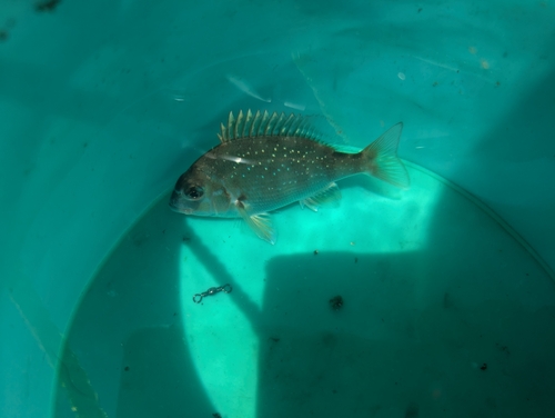 タイの釣果