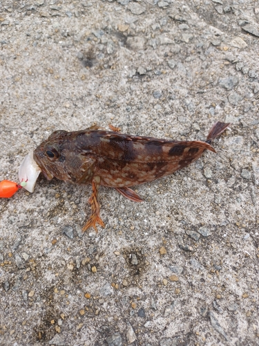 アラカブの釣果