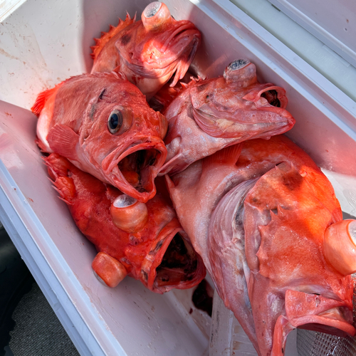 アコウダイの釣果