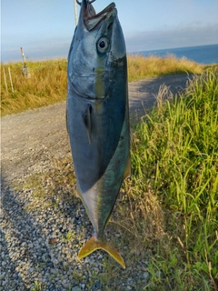 イナダの釣果