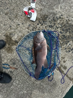 コブダイの釣果